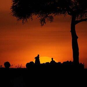 Feierabend
Die Masai ziehen mit ihrer Herde nach Hause.
(am Rand der Masai Mara)