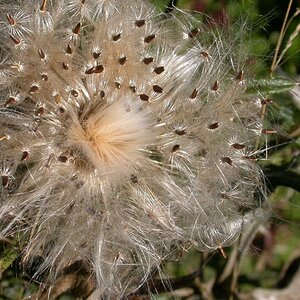 Distel