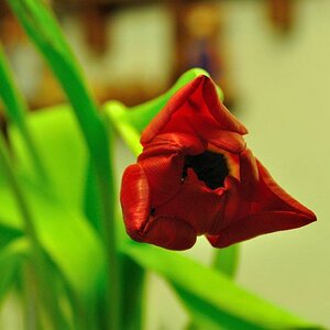 Verblühte Tulpe