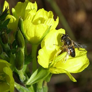 Blüte 026