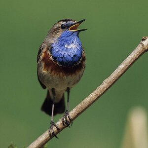 Blaukehlchen
Scan von Velvia 100
Novoflexgriff mit Leitz Telyt 6,8/560mm