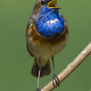 Blaukehlchen, bearbeitet
Novoflexgriff mit Leitz Telyt 6,8/560mm
D200 als digitaler Konverter