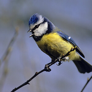 Blaumeise 
Scan von Velvia 100
Novoflexgriff mit Leitz Telyt 6,8/560mm