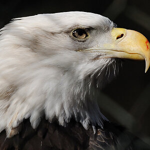 Der Sinnende
Weißkopfseeadler