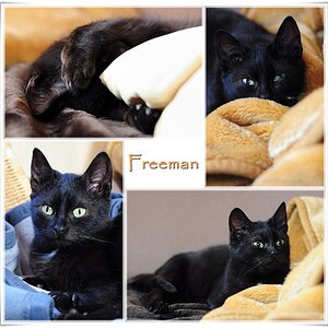 Freeman