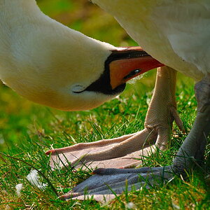 Schwan kopfueber1
