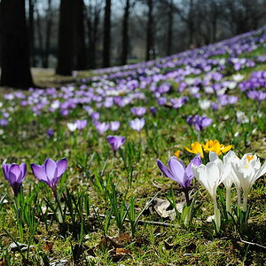01 20100324 111727 fruehling