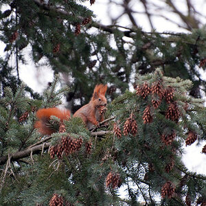 DSC 0126 bearbeitet 1
Gerät:	Nikon D90
Objektiv:	VR 70-300mm /4,5-5,6G
Brennweite:	270mm
Fokussteuerung:	Manuell (M)
Messfeldsteuerung:	Einzelfeld
VR: