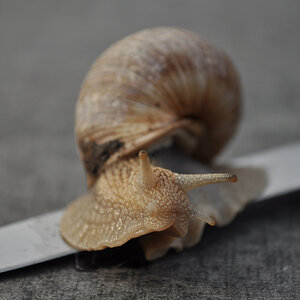 Schnecke01