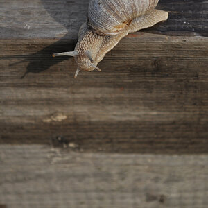 Schnecke03