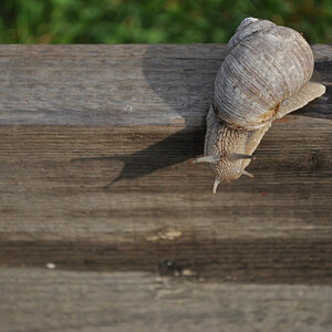Schnecke04