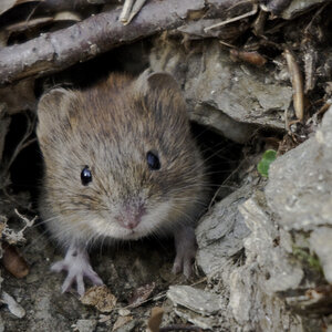 waldmaus