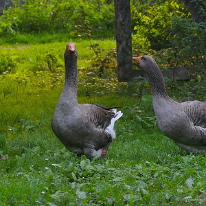 Gänse im Gespräch