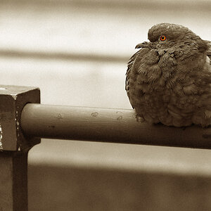 Trude