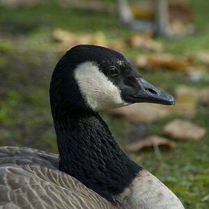 Gans