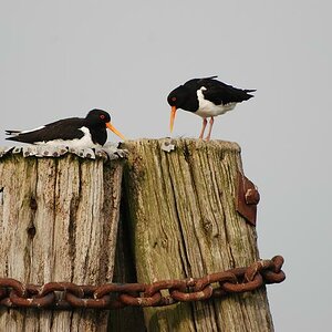 St.Peter Ording 2008 207