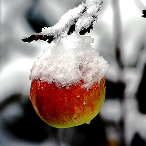 Winterapfel