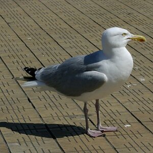 Möve 1