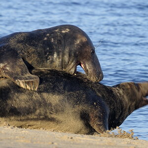 Grey Seal Bulls Fight