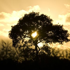 Baum Laboe