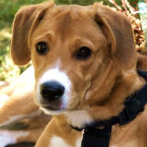 Hund Benny 2008 0006