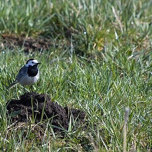 DSC 7541 Kopie