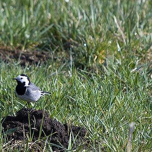 DSC 7542 Kopie