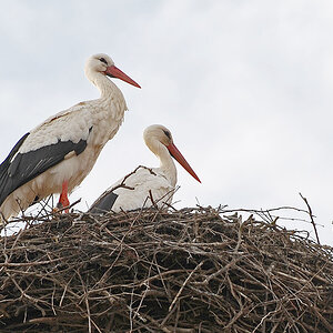 Storch1