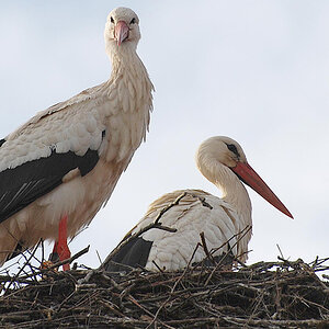 Storch2