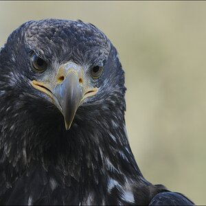 comp Bild 767