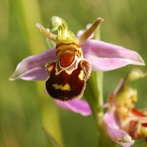DSC 8024 ophrys apifera Bienen-Ragwurz