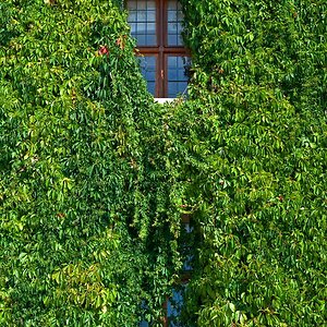 DSC 2976 900