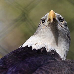 Weißkopfseeadler
Tiergarten Nürnberg
