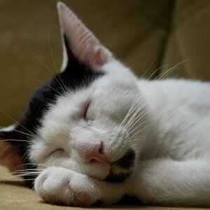 Tom