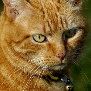 Unser Kater Caruso
