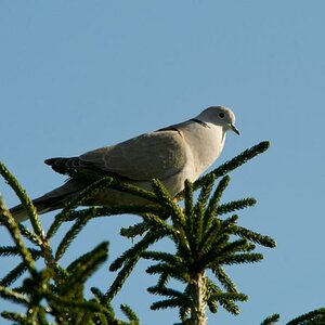 Taube