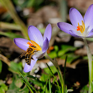 Krokus