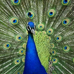 Pfau