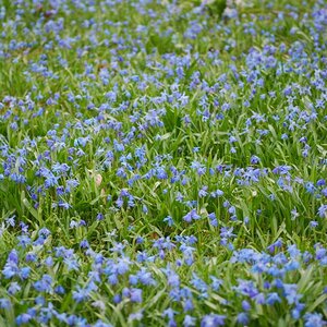 Frühling 2010 012