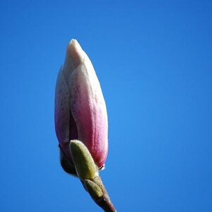 Frühling 2010 0015