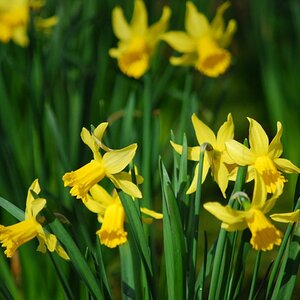 Frühling 2010 007