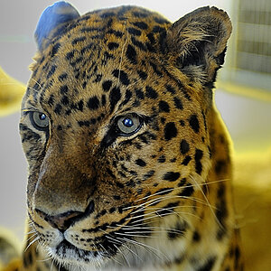 amur