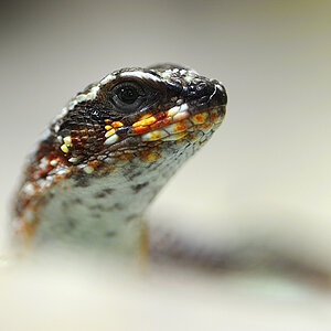 maskenleguan