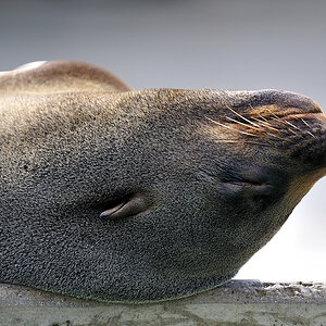 südafrikanischer seebär