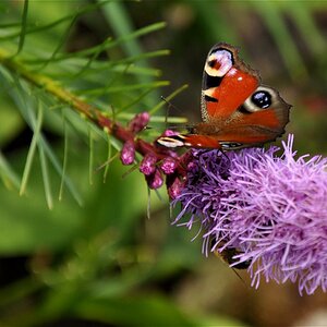 Natur 2009 026