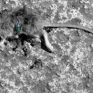 gomera 0010
Weitere typische Gomera-Bewohner die sich über einen weiteren typischen Gomera-Bewohner hermachen.
