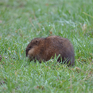 Nutria ( Bisamratte )
