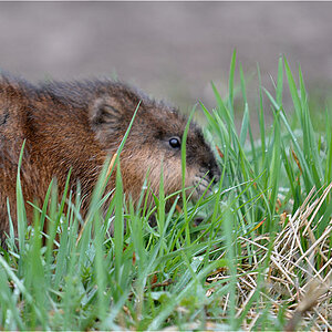 Nutria ( Bisamratte )