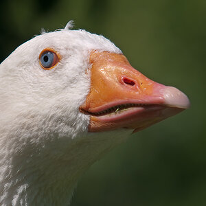 ente (1 von 1)