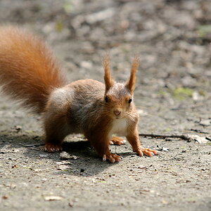 DSC 3136 dxo